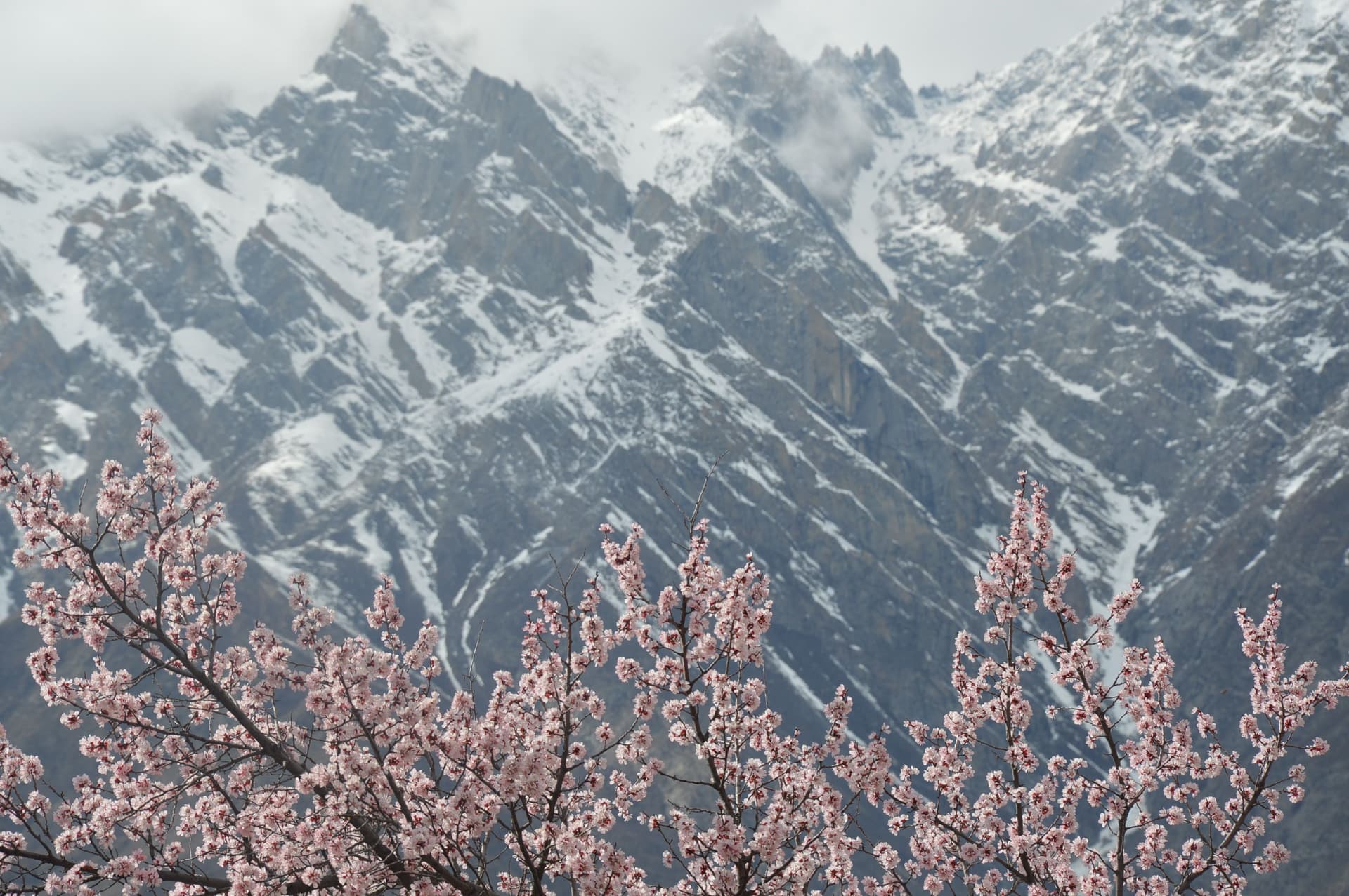 Spring Blossom Tour: Alpine Karakoram Adventure